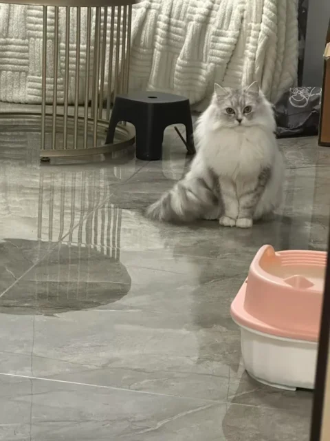 一起养一只宠物🐱
